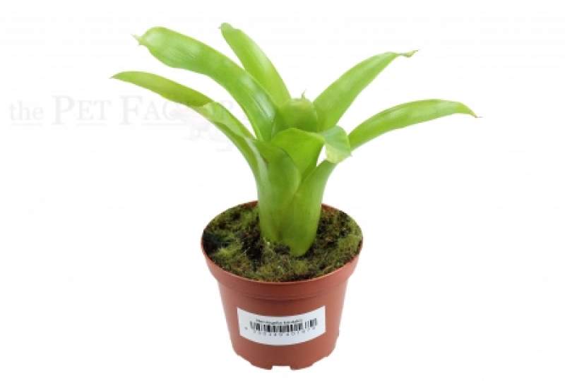 Neoregelia kautzkii